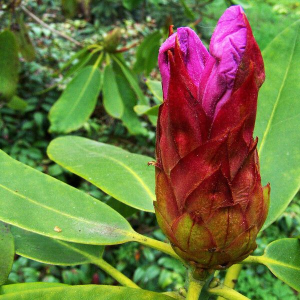 Rhododendron catawbiense Flors