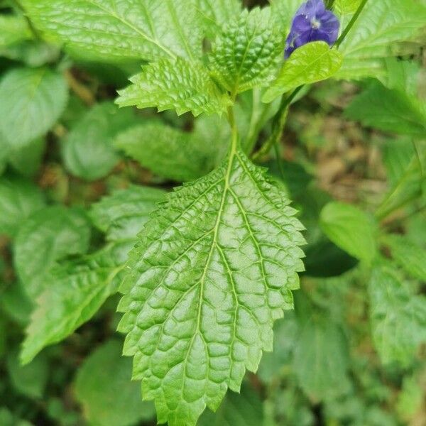 Stachytarpheta indica Blatt