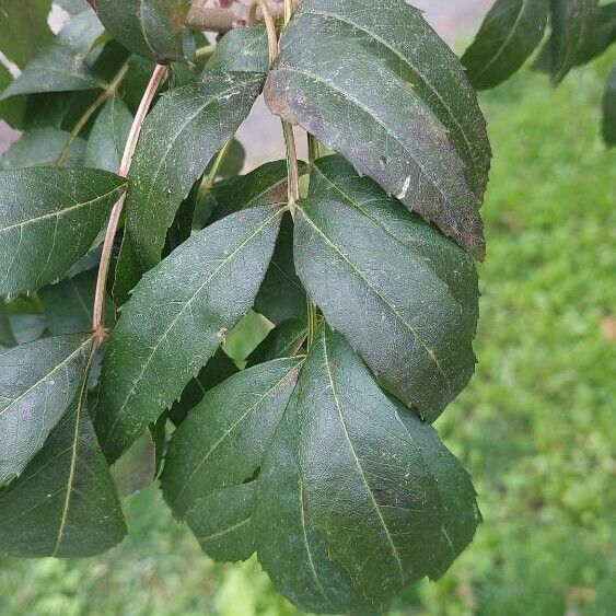 Fraxinus angustifolia 叶