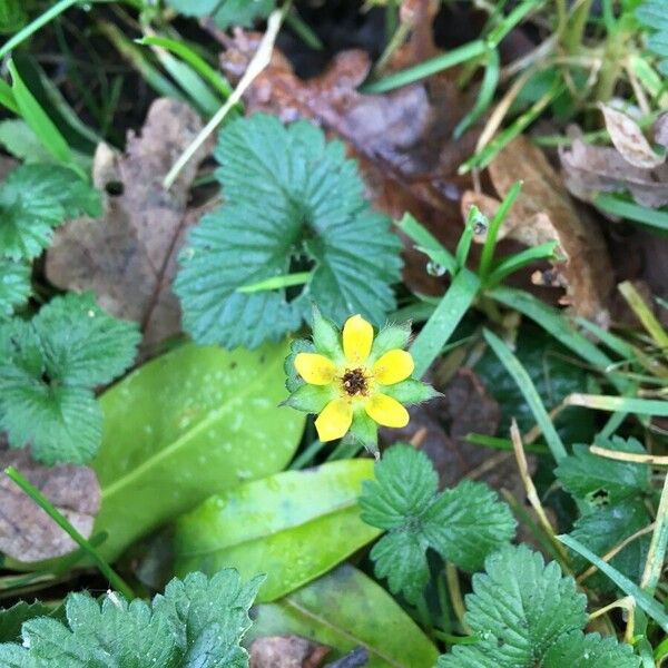 Potentilla indica Çiçek