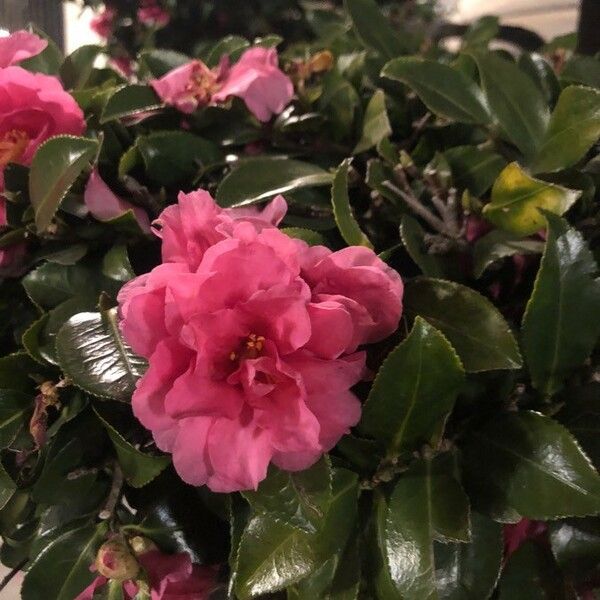 Camellia japonica ফুল