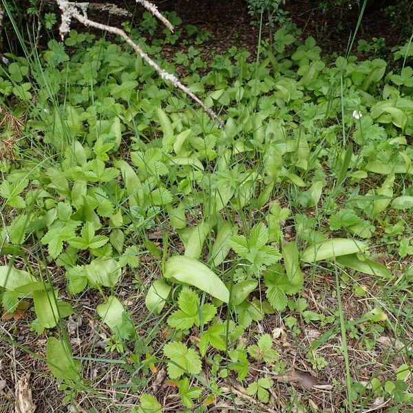 Ophioglossum vulgatum Hábitos