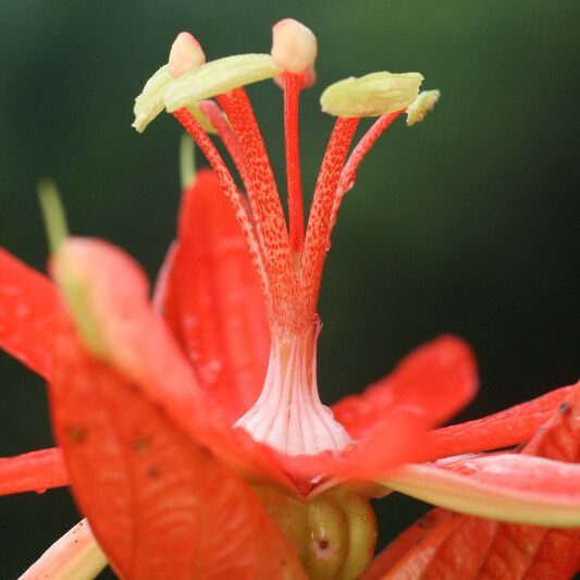 Passiflora coccinea 花