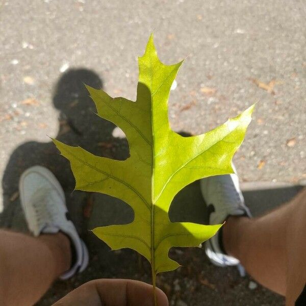 Quercus palustris Blad