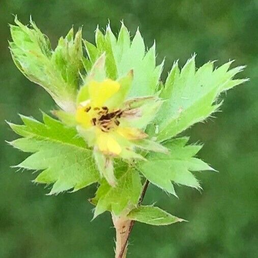 Potentilla canadensis Hoja