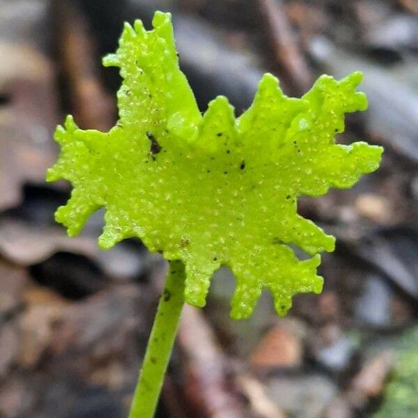 Dorstenia contrajerva Virág