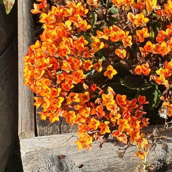 Kalanchoe crenata Habitus