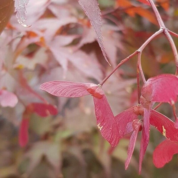 Acer palmatum Fruit