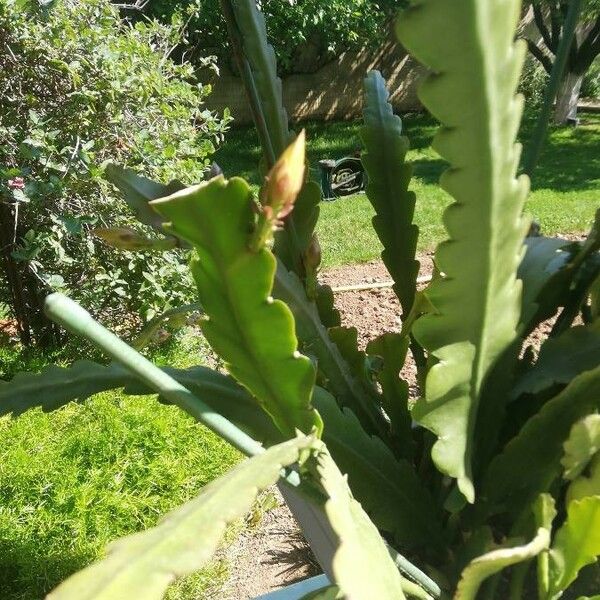 Hylocereus trigonus Плід