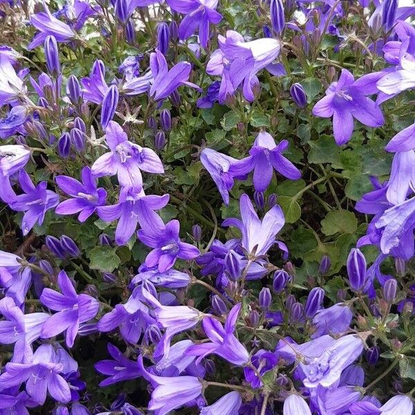 Campanula portenschlagiana Kvet