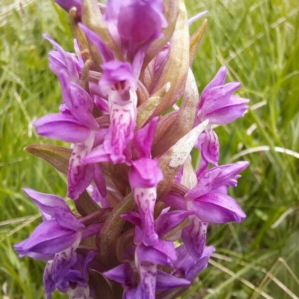 Dactylorhiza incarnata Õis