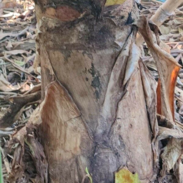 Crinum asiaticum Bark