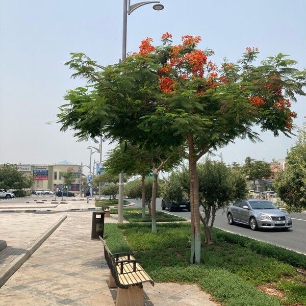 Delonix regia फूल