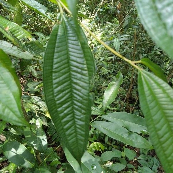 Miconia laevigata Folha