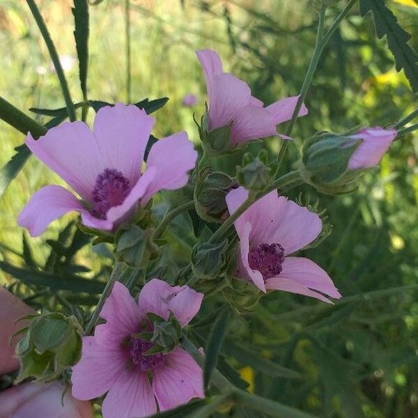 Althaea cannabina Õis