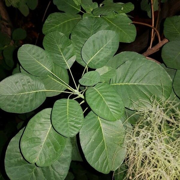 Cotinus coggygria Fuelha