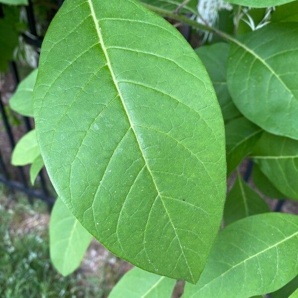 Chionanthus virginicus Lehti