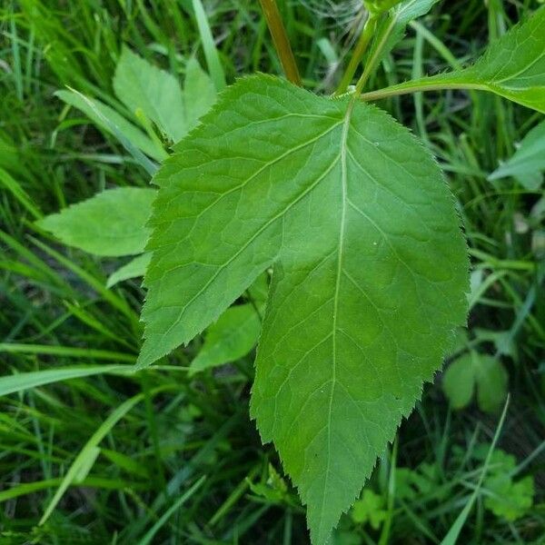 Cryptotaenia canadensis Leaf