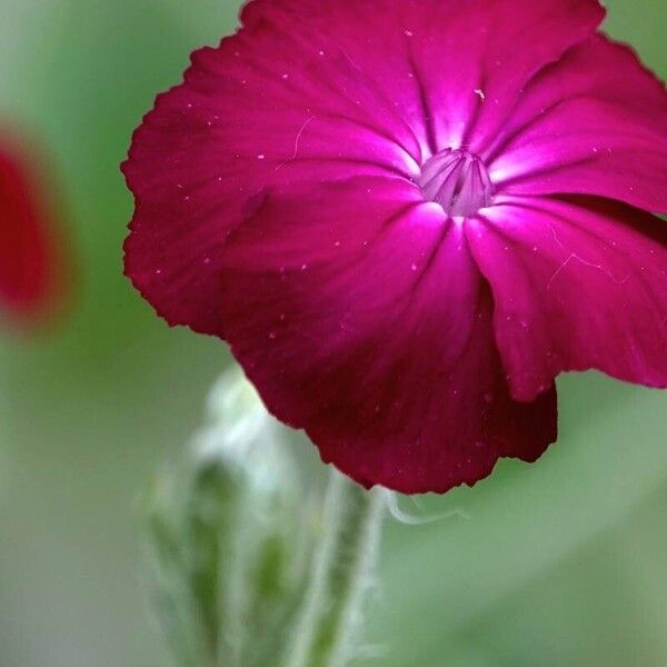 Silene coronaria Flor