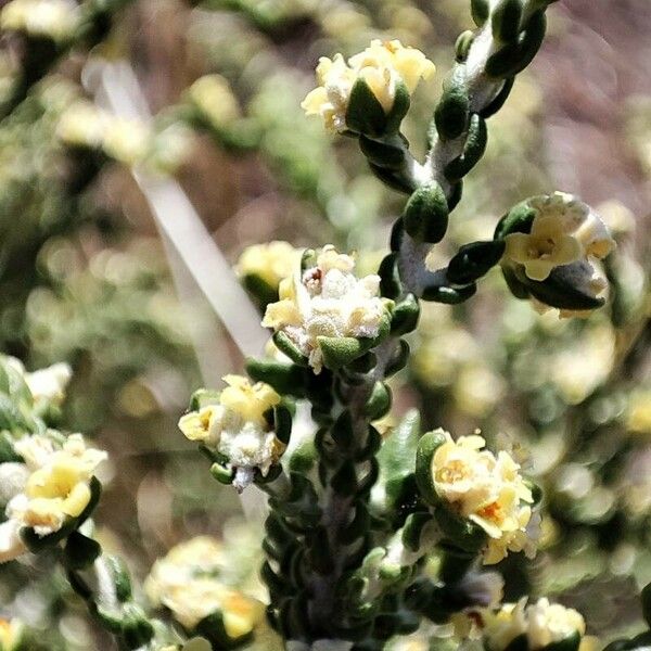 Thymelaea hirsuta Blomma