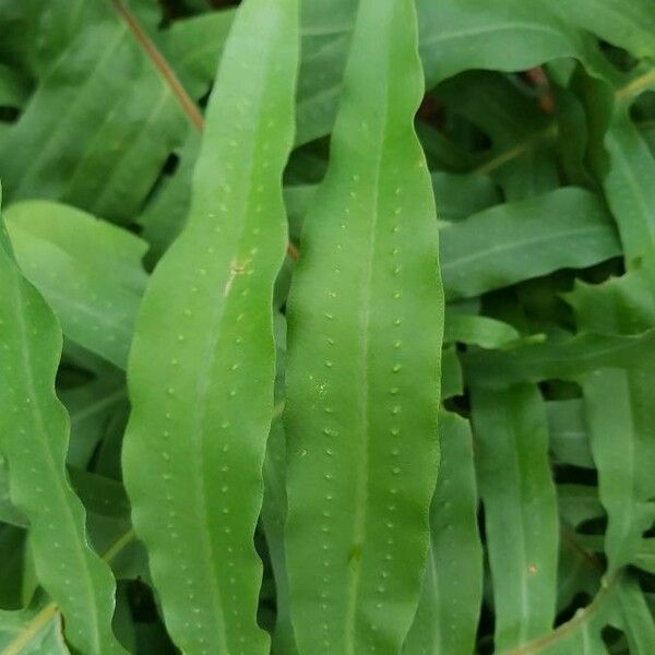 Asplenium alatum ᱥᱟᱠᱟᱢ