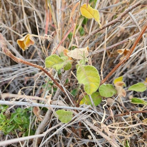 Lannea triphylla Leaf