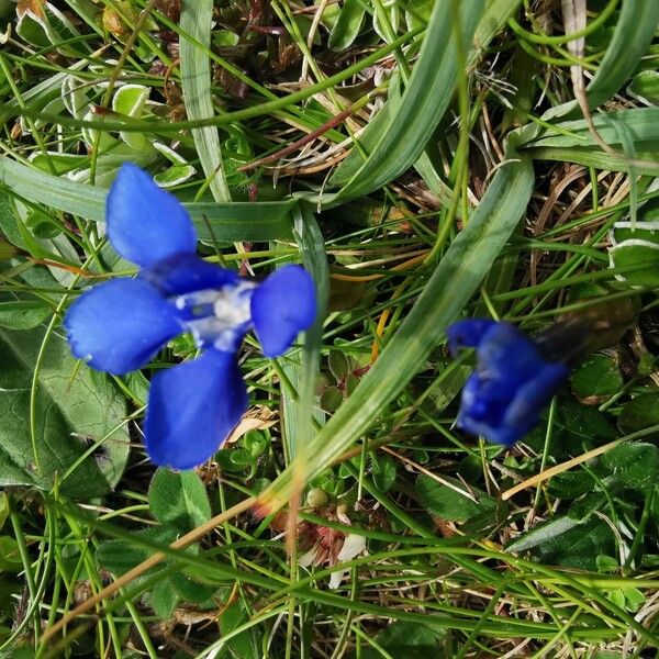 Gentiana brachyphylla Кветка