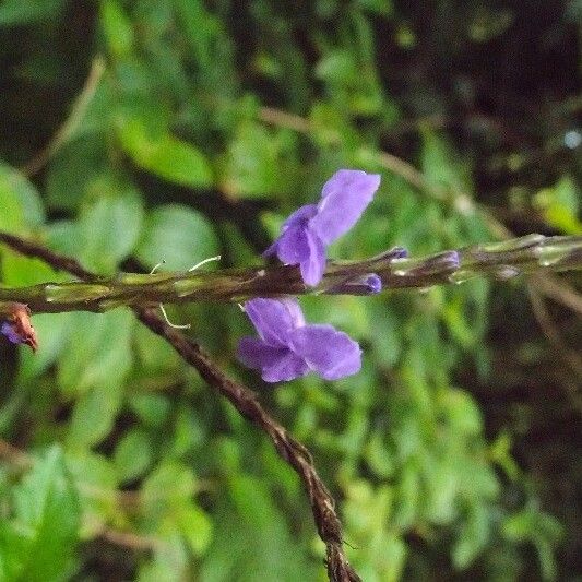 Stachytarpheta urticifolia Flor