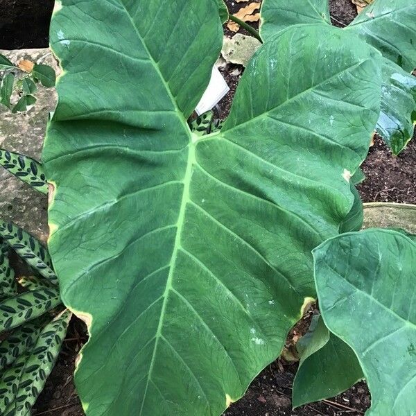 Colocasia esculenta Leaf