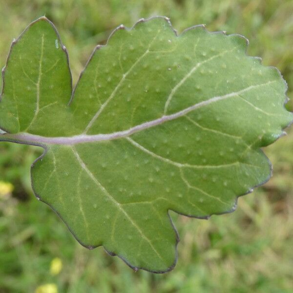 Brassica fruticulosa Leaf