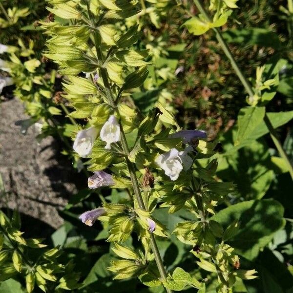 Salvia tomentosa Flower