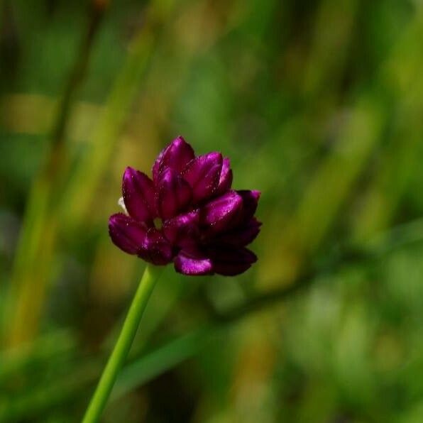 Allium rotundum Květ