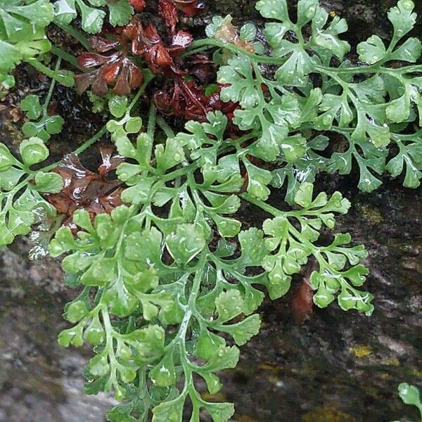 Asplenium ruta-muraria Leaf