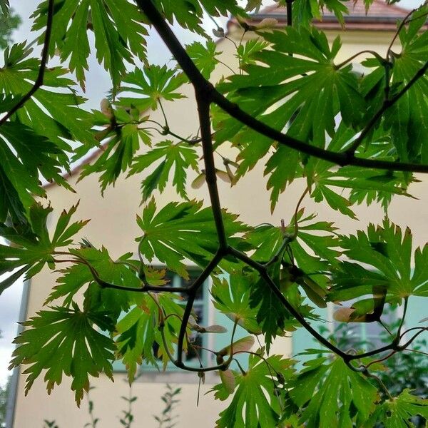 Acer palmatum Levél