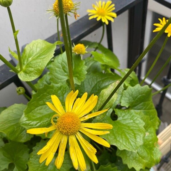 Doronicum caucasicum 葉