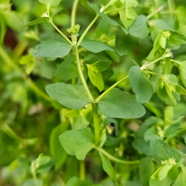 Euphorbia peplus Corteza