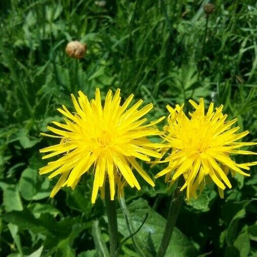 Crepis pontana ফুল