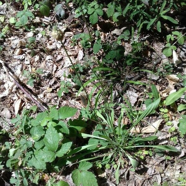 Plantago argentea Характер