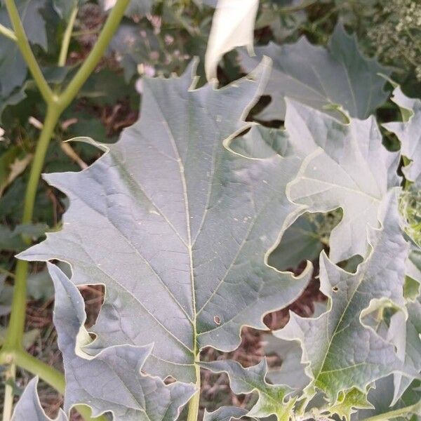 Datura stramonium ഇല