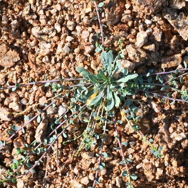 Corrigiola litoralis Habit