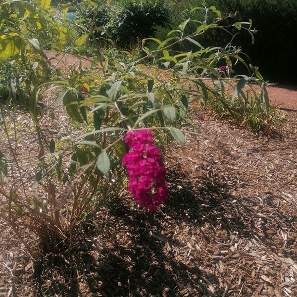 Buddleja davidii Цвят