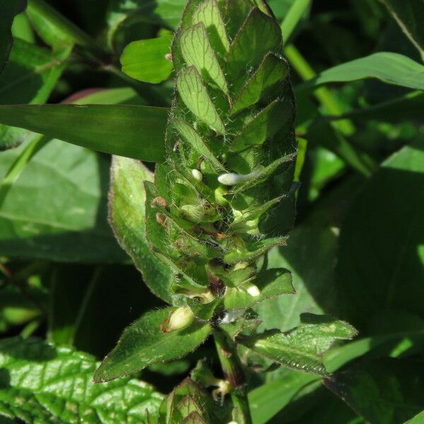 Blechum pyramidatum Fiore