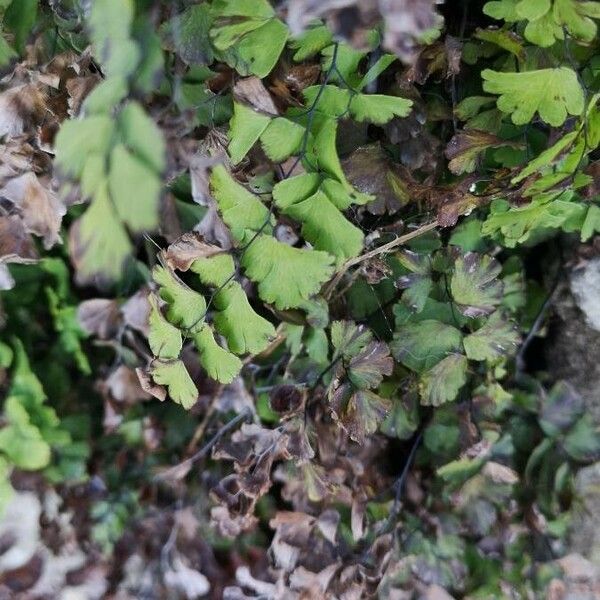 Adiantum capillus-veneris Foglia