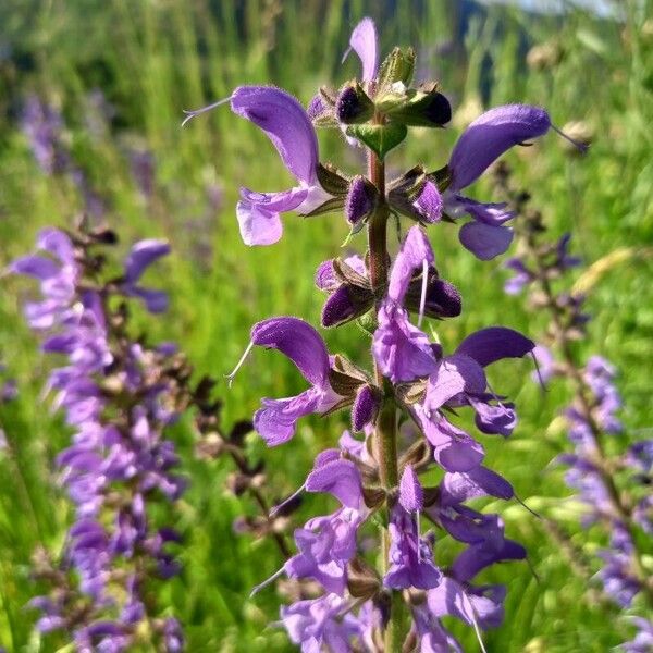 Salvia pratensis Kukka