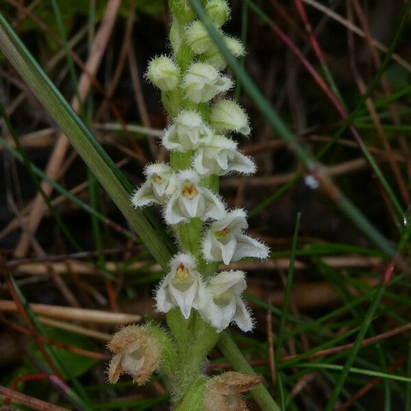 Goodyera repens Flower