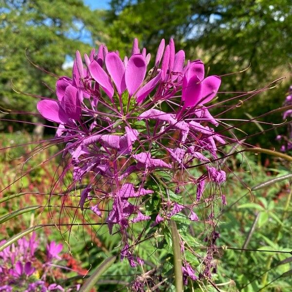 Cleome spinosa Fleur