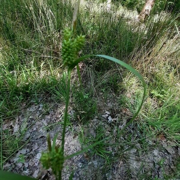 Carex oederi 花