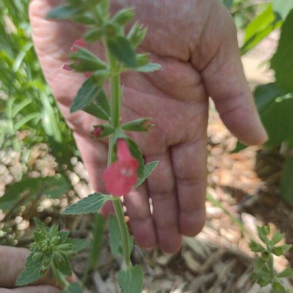 Stachys coccinea Цвят