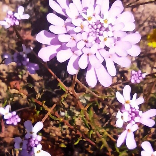 Iberis linifolia Flor