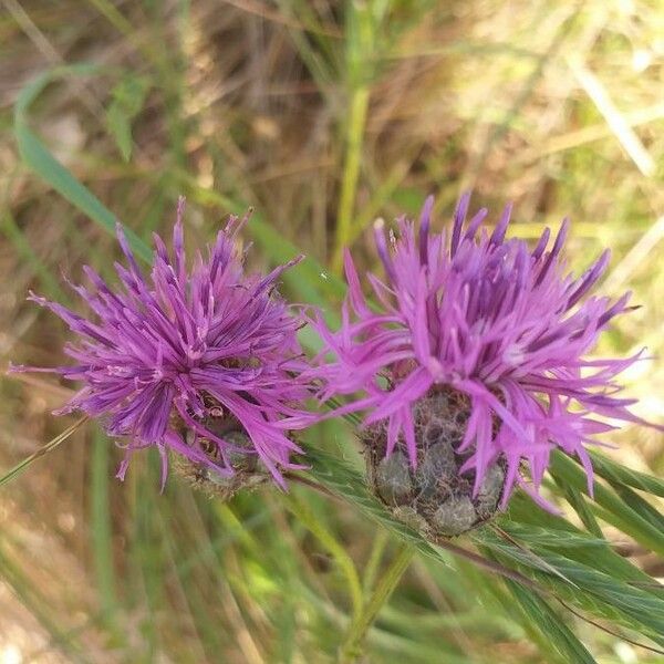 Centaurea scabiosa Flower